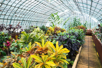 Garden croton flower Codiaeum croton variegatum exotic plant in large garden greenhouse