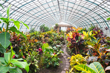 Garden croton flower Codiaeum croton variegatum exotic plant in large garden greenhouse