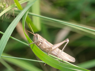 しがみつくバッタ