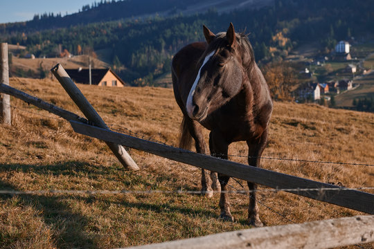 Beautiful brown horse stands on the hill next to the broken fence. Amazing nature landscape with stallion on sunset. Countryside lifestyle.