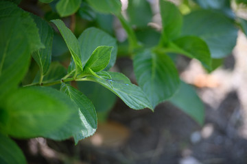 菖蒲