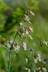 pink and white flowers on green background