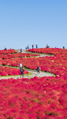 ひたち海浜公園　コキア