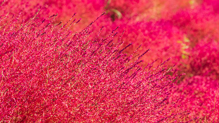 コキア　アップ