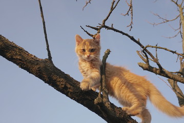Naklejka na ściany i meble small red cat on a tree