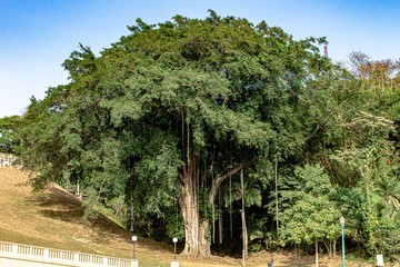 big trees in the park