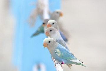 Cute lovebird parrots perched on a railing.
