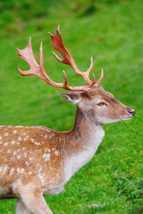 Portrait of Deer