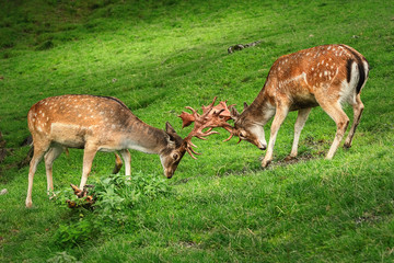 Deer Fight on the Pasture