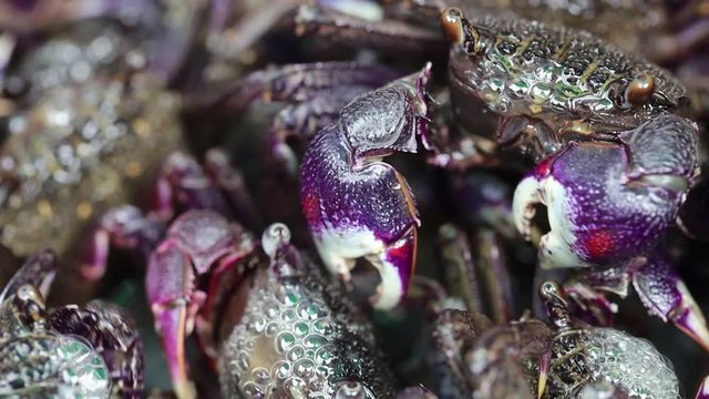 Samae Crab (Sesarma mederi) still lives.