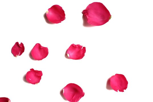 In selective focus of sweet red rose corollas on white isolated background and colorful flora details