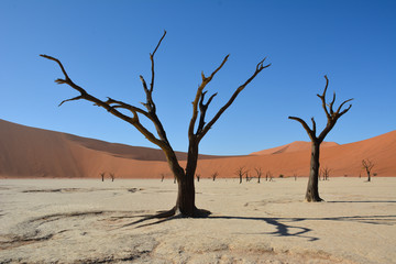 Fototapeta na wymiar dead tree in the Namib desert at Sossusvlei
