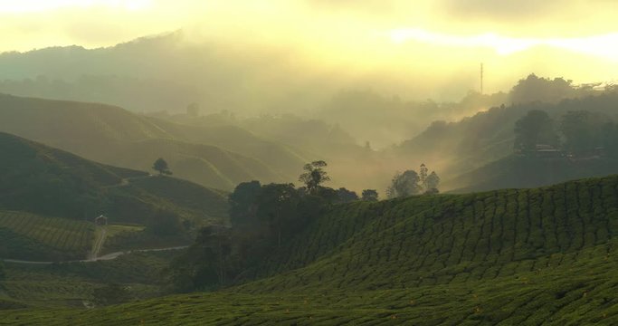beautiful light rays striking fresh tea plants in cameron highlands, Malaysia