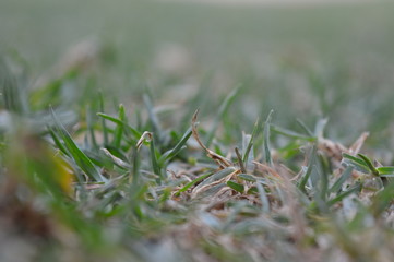 green grees 