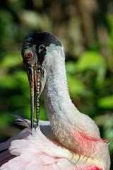 Roseate spoonbill (Platalea ajaja) in Florida