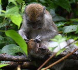 Macaque monkey grooming another monkey in the jungle