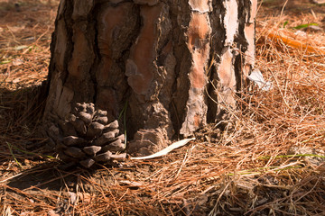 Pine cone beside pine tree trunk