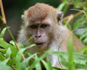 Close up of macaque monkey sitting in a tree in the jungle