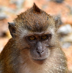 Close up of serious macaque monkey's face in the jungle