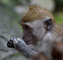 Close up of a young macaque monkey eating a leaf in the jungle
