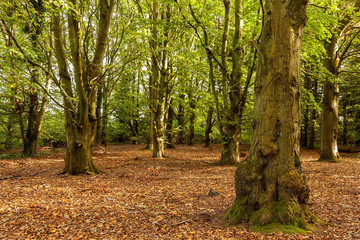 Forest or wood with a carpet of Autumn leaves