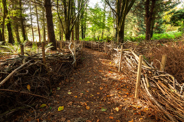 Patches of sunlight on a path, bordered with small wattle fences, leading through a wood or forest