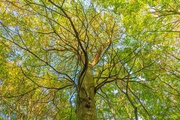 Blue sky visible through foliage on a tree