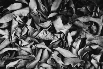 Colorful autumn fallen leaves on brown forest soil background 