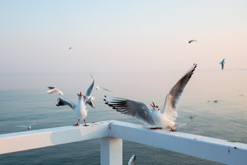 Seagulls catching food at the railings of the pier in Orlowo, Gdynia in Poland.