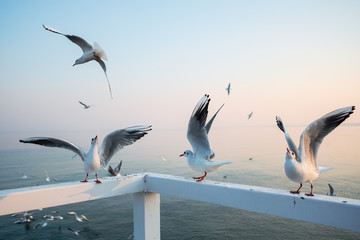 Seagulls catching food at the railings of the pier in Orlowo, Gdynia in Poland.
