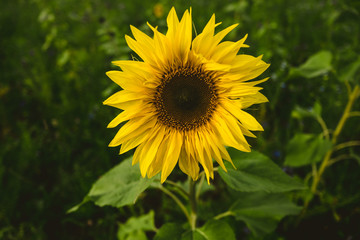 Sonnenblume