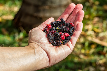 Woman's hand holding a handful of organic blackberries