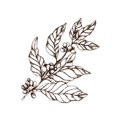 Hand drawn vintage big coffee-tree branch with coffee berries and leaves. Vector illustration. Decoration of a coffee house or coffee shop. Pencil drawn in vintage engraving style. Separately on a whi