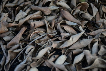 Colorful autumn fallen leaves on brown forest soil background 