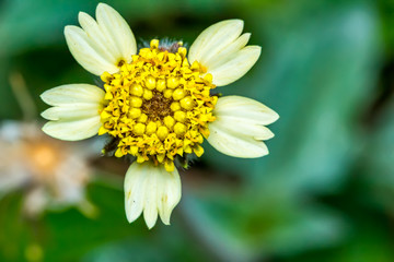 Obraz premium Mexican daisy flower in the garden - Flower tridax procumbens