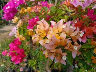 flowers in the garden, State of Qatar. Doha. Bougainvillea glabra Choisy, Gouhanamiya, paperflower. Bright fushia color, bright pink and orange.