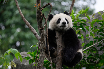 Baby Giant Panda cub sleeps on the tree between the branches and the leaves after eating the bamboo for breakfast in Chengdu, Sichuan, China.