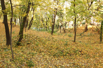 It is an autumn in the park
