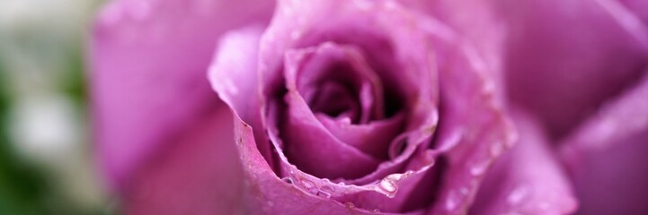 Fototapeta na wymiar closeup of pink rose bud