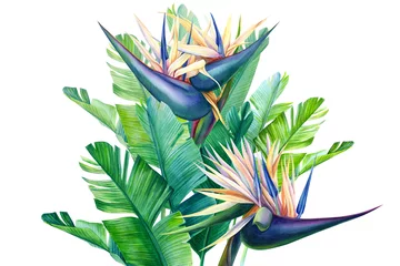 Poster Strelitzia boeket van tropische strelitzia bloemen op een witte achtergrond, aquarel illustratie