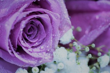 close up view on romantic pink rose with drops of water