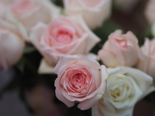 Rose pink flower beauty bouquet