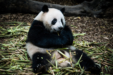 The portrait of the Giant panda. Big fat lazy Giant panda eats bamboo in the forest. Endangered wildlife.