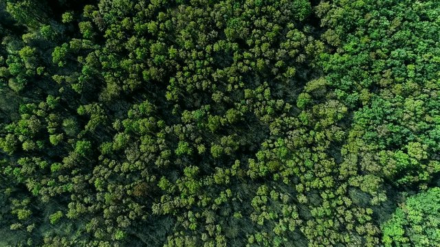 Forest reserve aerial view. Prosperity wealth growth. Green trees crowns.