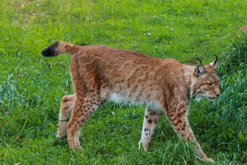 a boreal lynx resting in a rocky meadow
