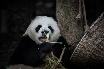 Obraz premium The portrait of the Giant panda. Big fat lazy Giant panda eats bamboo in the forest. Endangered wildlife.