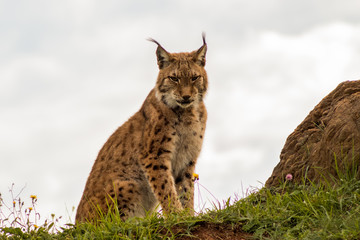 a boreal lynx resting in a rocky meadow