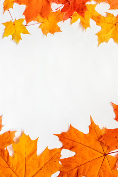 Maple autumn leaves on white background. Autumn seasonal frame with copy space for text.