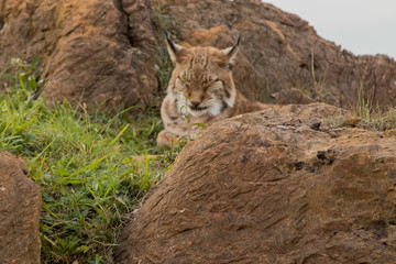 a boreal lynx resting in a rocky meadow
