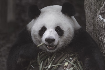 Fototapeta premium The portrait of the Giant panda. Big fat lazy Giant panda eats bamboo in the forest. Endangered wildlife.